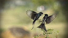Love Is In The Air 纯净无插件的手机号网页在线轰炸源码